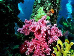 Soft coral on pier pilings of ols WWII base in Solomon Is... by Marylin Batt 